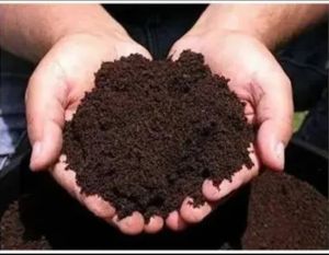 vermicompost