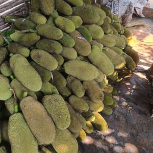 Jack Fruit