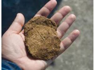 cow dung manure