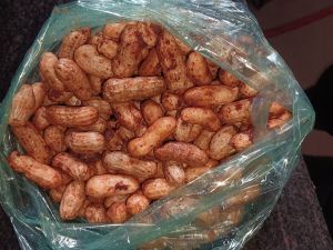 groundnut