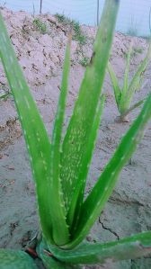 Alovera Leaves