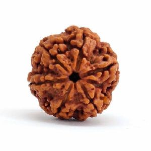 Rudrakasha Beads Rudrakasha Beads