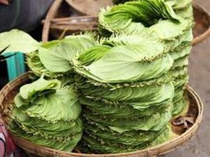Betel Leaf