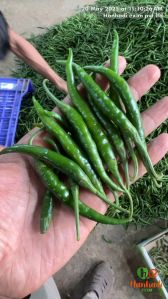 Organic green chilli for Food, Pickles