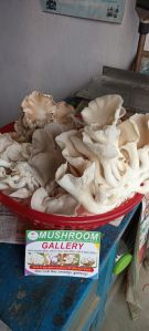 Fresh Oyester Mushroom