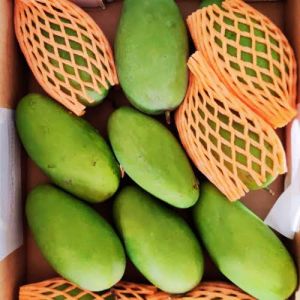 Organic Dasheri Mango