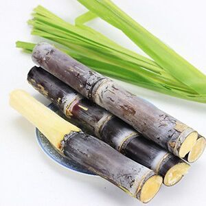 Sugarcane