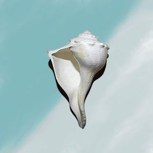 Dakshinavarti Shankh Narayan Shank White