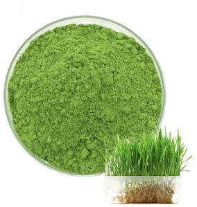 Wheatgrass Powder, Color : Green
