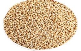 Sorghum Millet