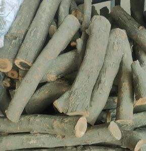 Dry Kikar Firewood For Burning