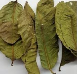 Dried Guava Leaves