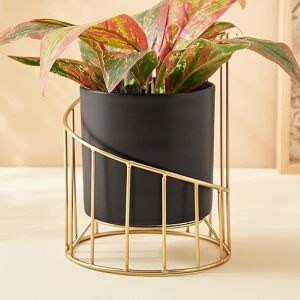 Home Centre Gloria Shine Metal Planter
