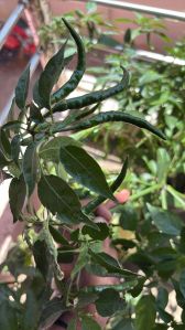 Common green chilli, Packaging Type : Plastic Bag