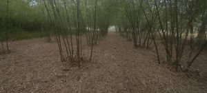 Bambusa Tulda Bamboo Poles