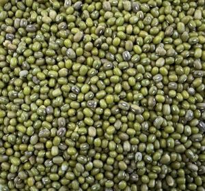Food Grains & Cereals