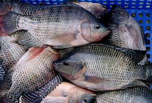 Black Tilapia Fish