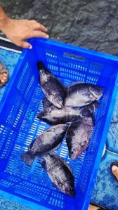 Fresh Tilapia Fish, Color : Black, Packaging Type : Plastic Crates
