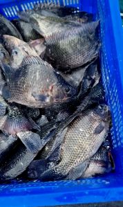 live tilapia fish