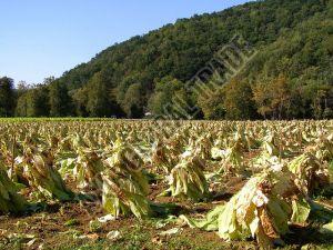 Dry Tobacco Leaves, Grade : Medicine Grade, Packaging Size : 5-25kg