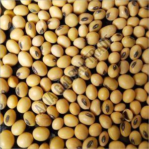 Soybean Seeds 13%, Packaging Type : Plastic Bags