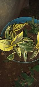 Cordyline 'chocolate Queen'