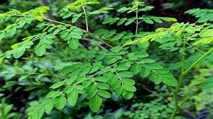 moringa leaves