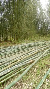 Green Gold Bamboo