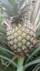 Organic Pineapple