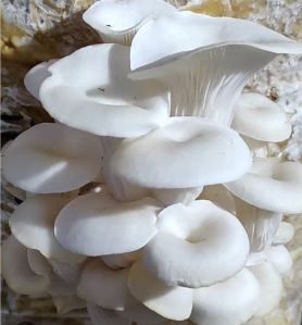Fresh Oyster Mushroom