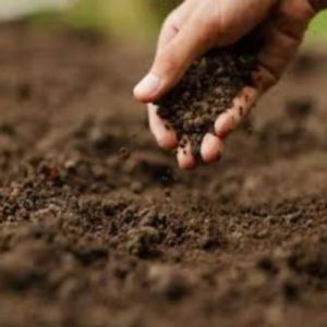 Brown Cow Dung Powder