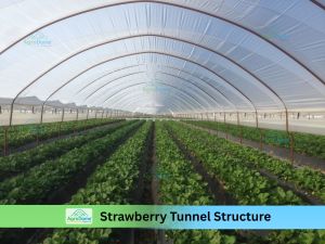 Shade Net House for Strawberry Orchard Structure