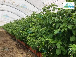 Single Span Poly Tunnel Structure