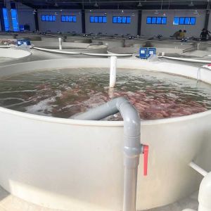 Fully Automatic Recirculating Aquaculture System