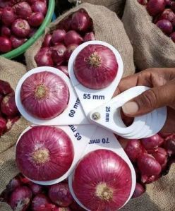 fresh red onion fresh red onion