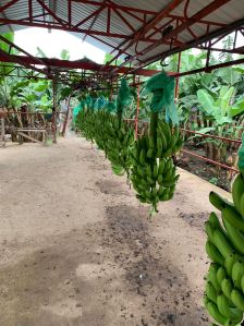 Bananas for Human Consumption