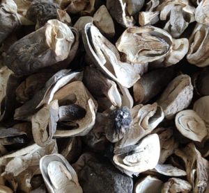 Dried Straw Mushroom