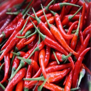 Red Chillies