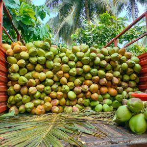 Organic Fresh Coconut, Color : Green for Pooja, Cooking