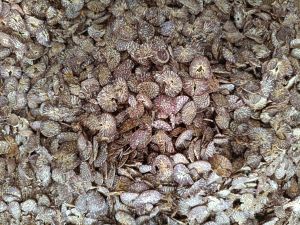 Organic Betal Nuts, Color : Black & Dark Brown, Brown, White