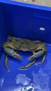 Green Mud Crabs (Scylla Serrata)