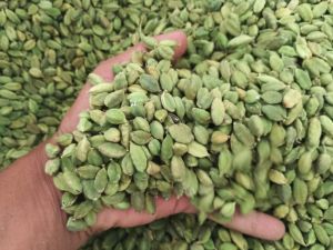 green cardamom