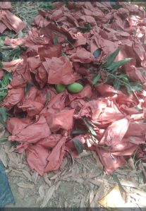 Baging Dashehari Mango