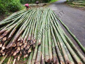 Green Bamboo Poles, For Camping, Construction, Furniture Use
