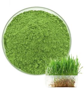 Wheatgrass Powder, Color : Green