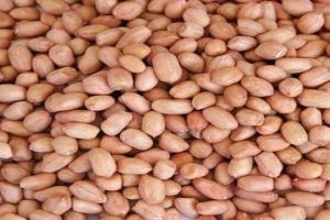 Arachis Hypogaea Gound Nuts, Color : Brown