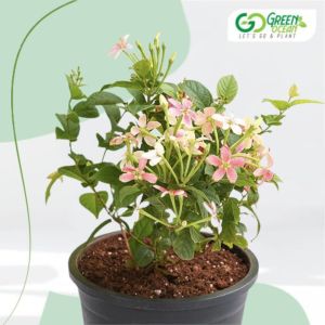 Madhumalti / Rangoon Creeper Plant