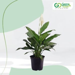 Peace Lily Plant