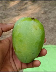 Fresh Mango, Packaging Size : 5Kg, 10Kg, Packaging Type : Crate