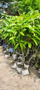 Katimon Mango Plant, Color : Red, Variety : Miyazaki